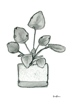 Pilea mustavalko