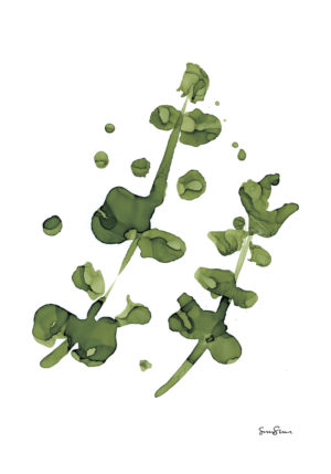 Eucalyptus