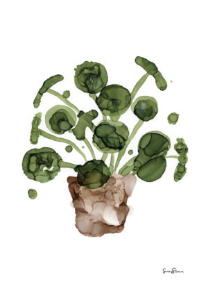 Pilea