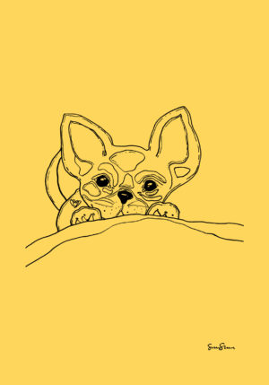 Chihuahua keltainen